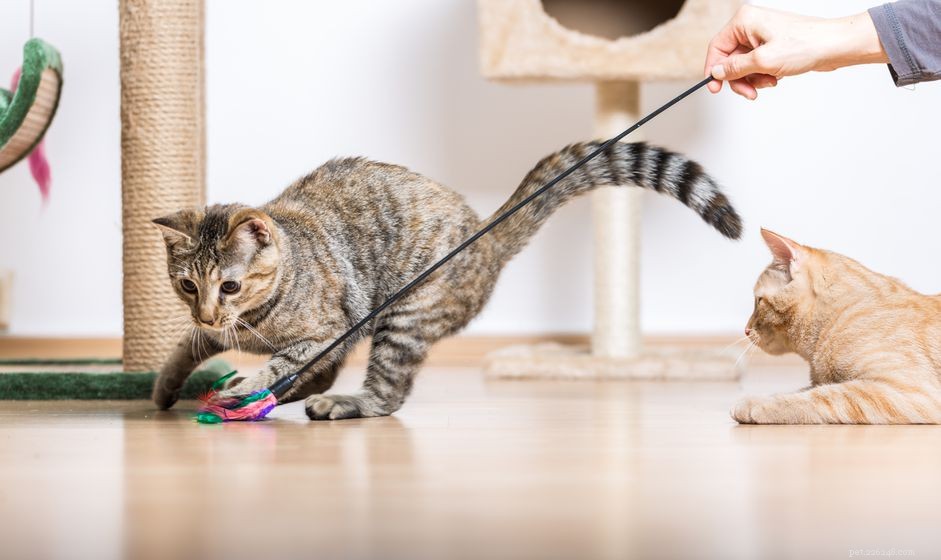 Proven Enrichment Strategies to Keep Your Cat Happy and Healthy