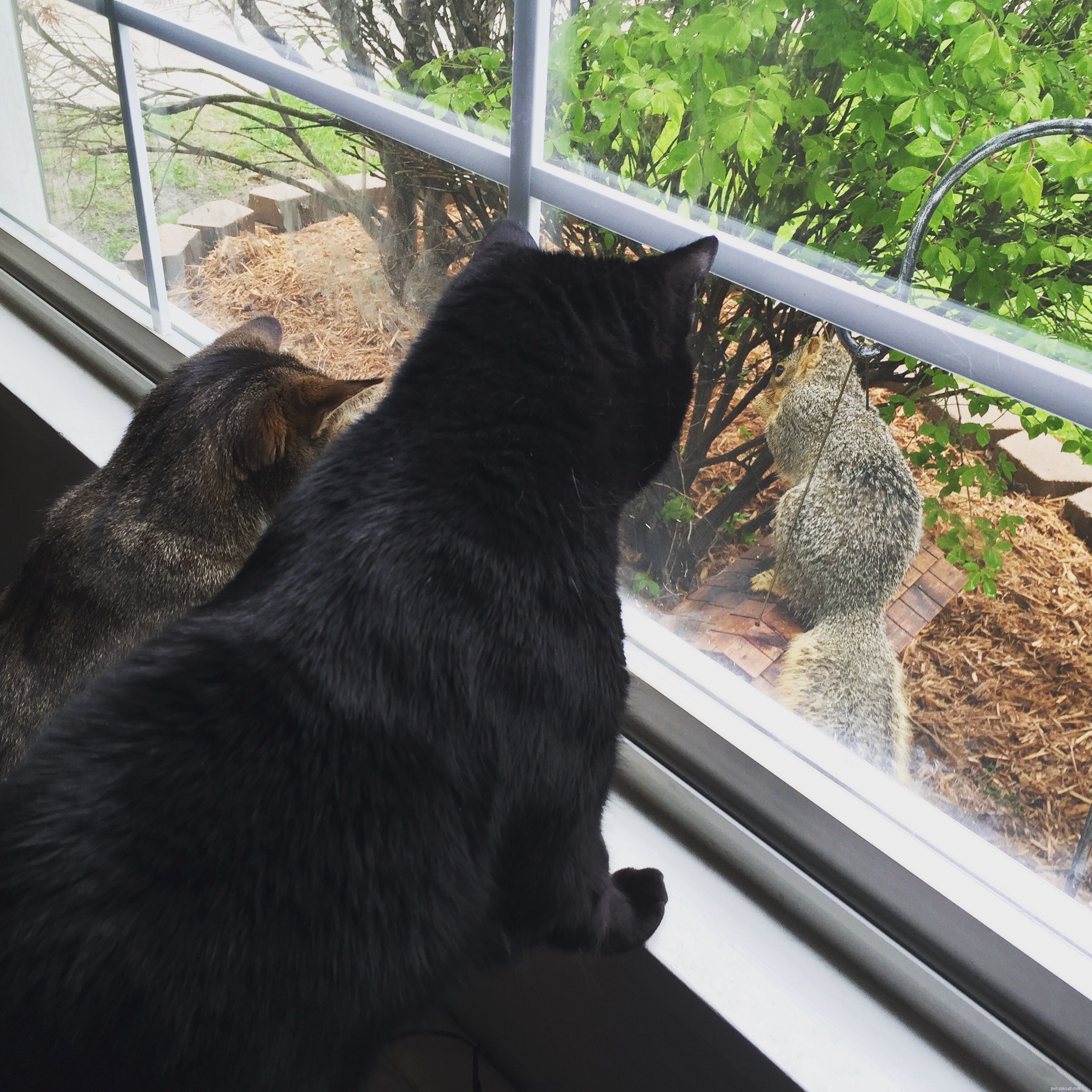 Proven Enrichment Strategies to Keep Your Cat Happy and Healthy