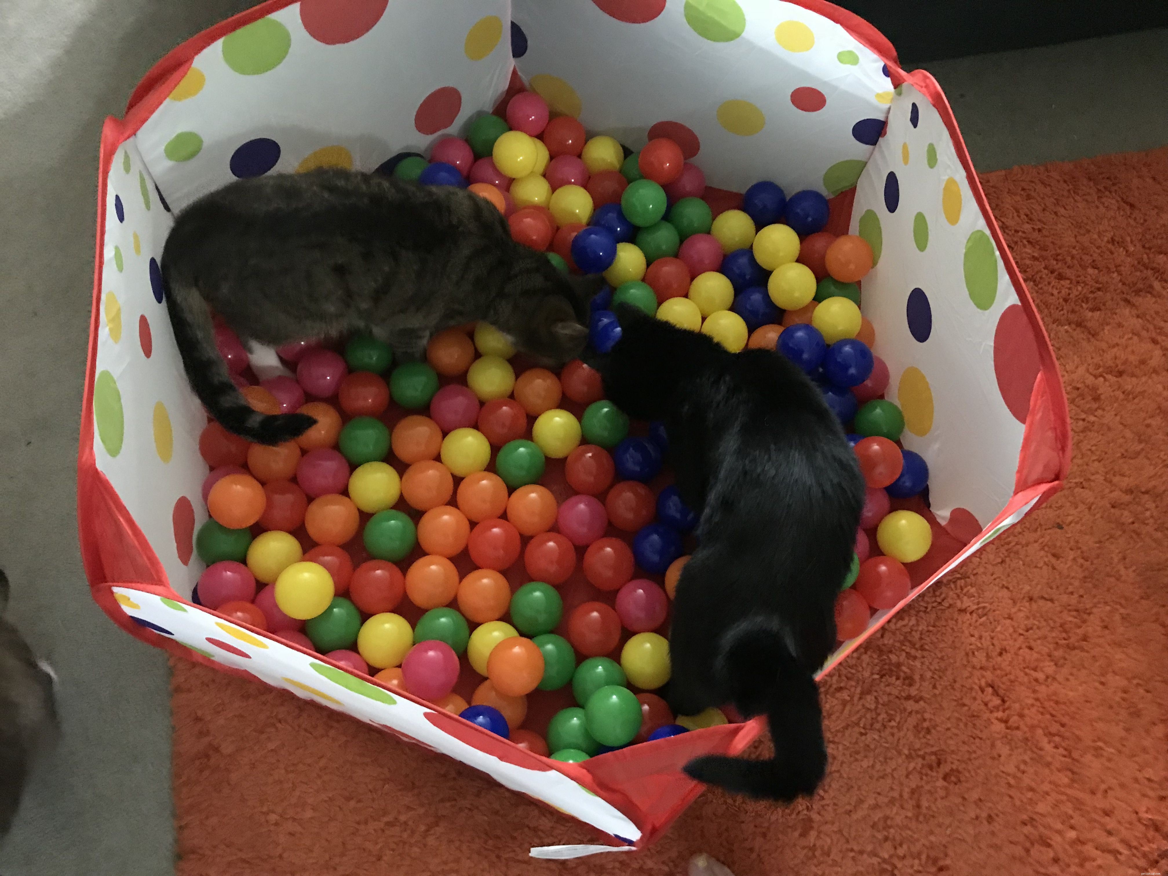 Proven Enrichment Strategies to Keep Your Cat Happy and Healthy