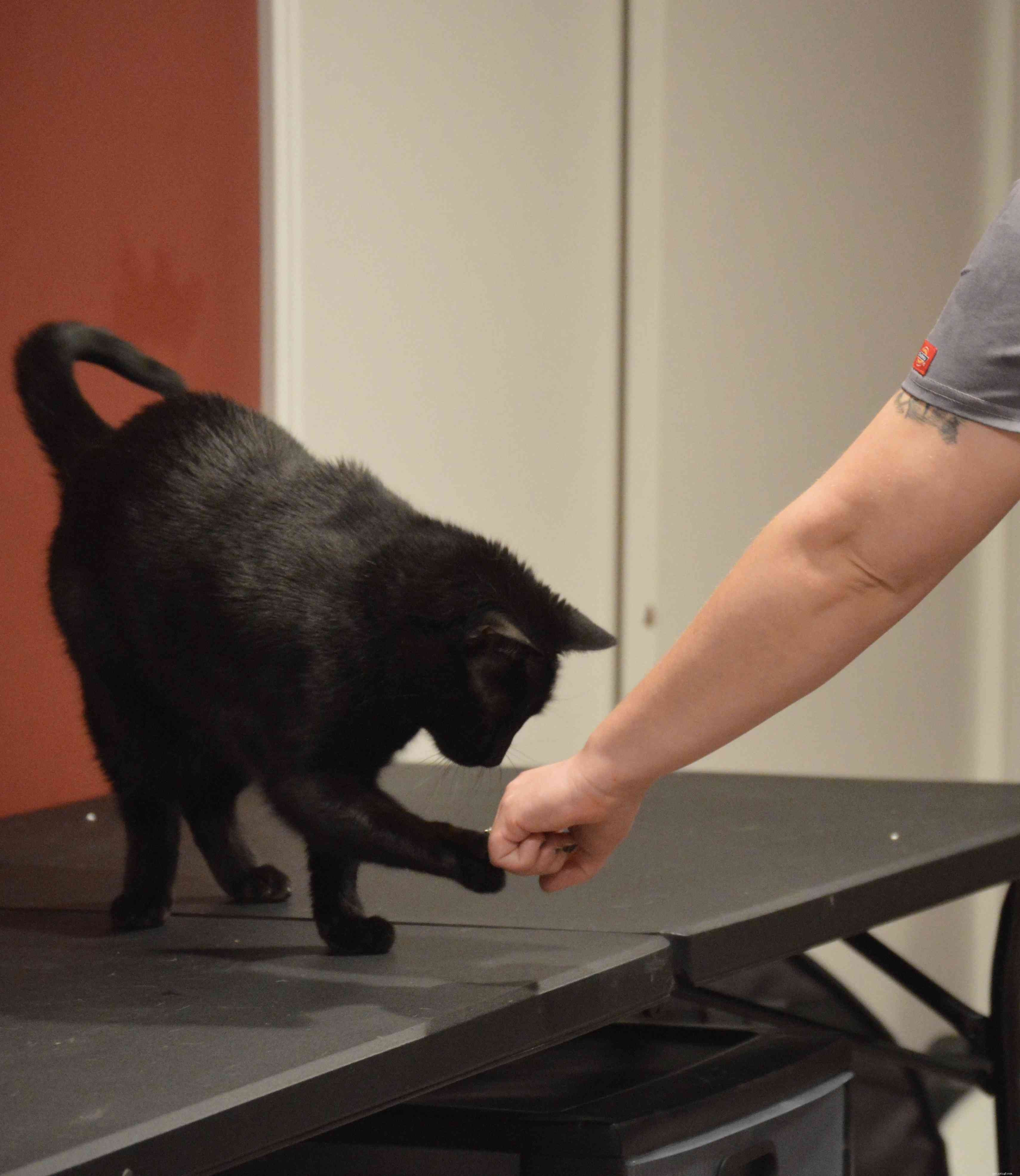 Proven Enrichment Strategies to Keep Your Cat Happy and Healthy