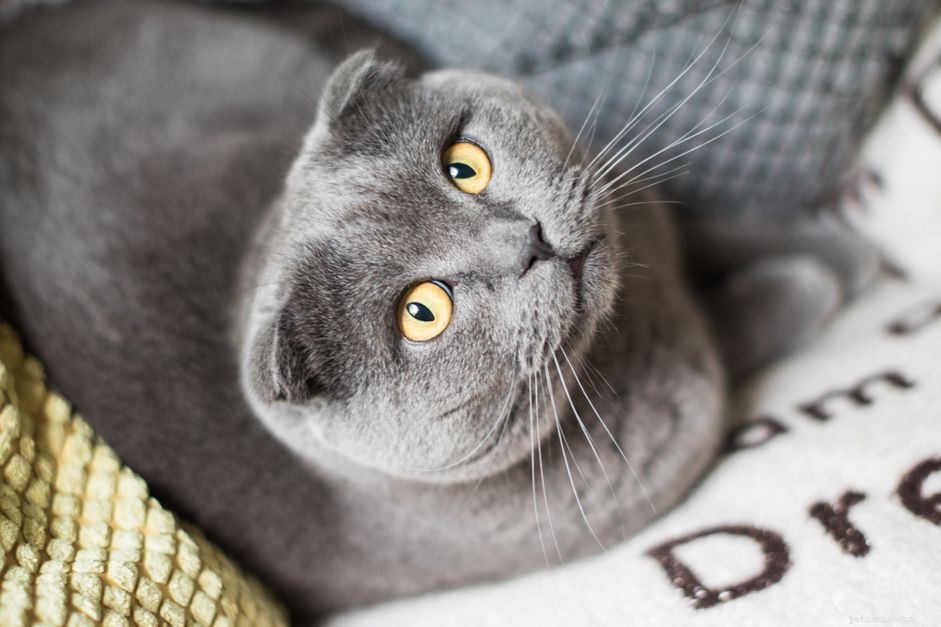 Comprehensive Head Check Guide for Your Cat: Spotting Health Issues Early