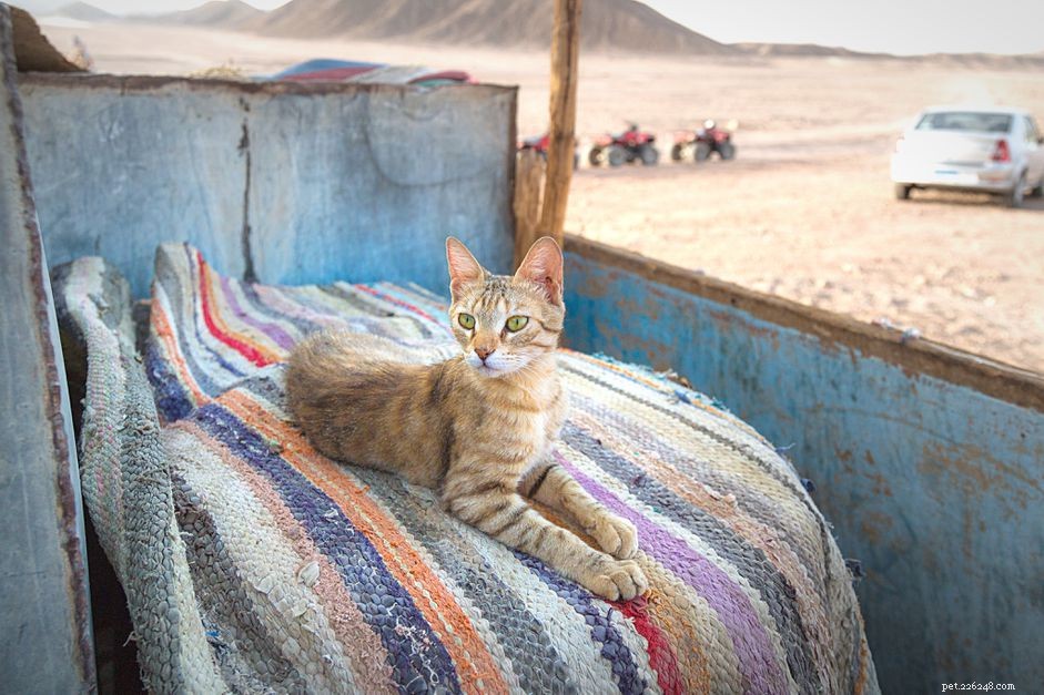 How to Handle a Scorpion Sting on Your Cat