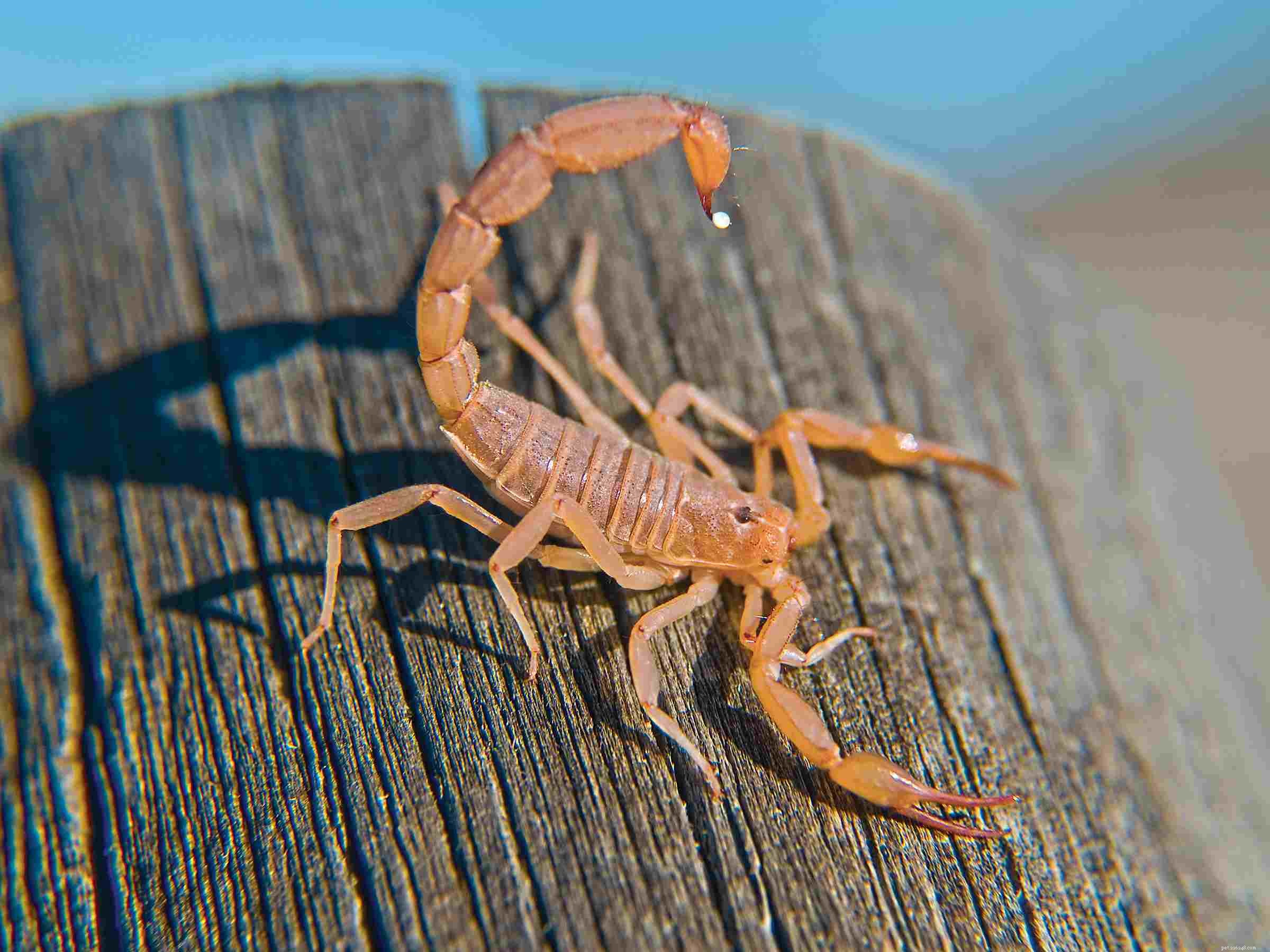 How to Handle a Scorpion Sting on Your Cat