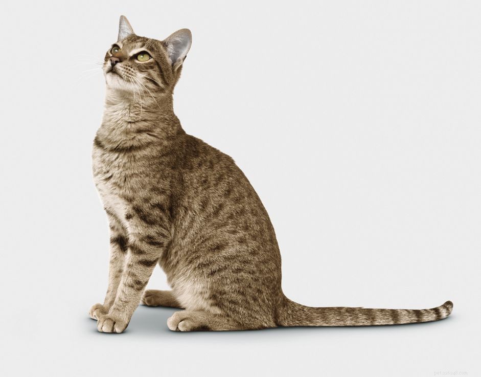 How to Spot a Strong, Healthy Upper Body in Your Cat