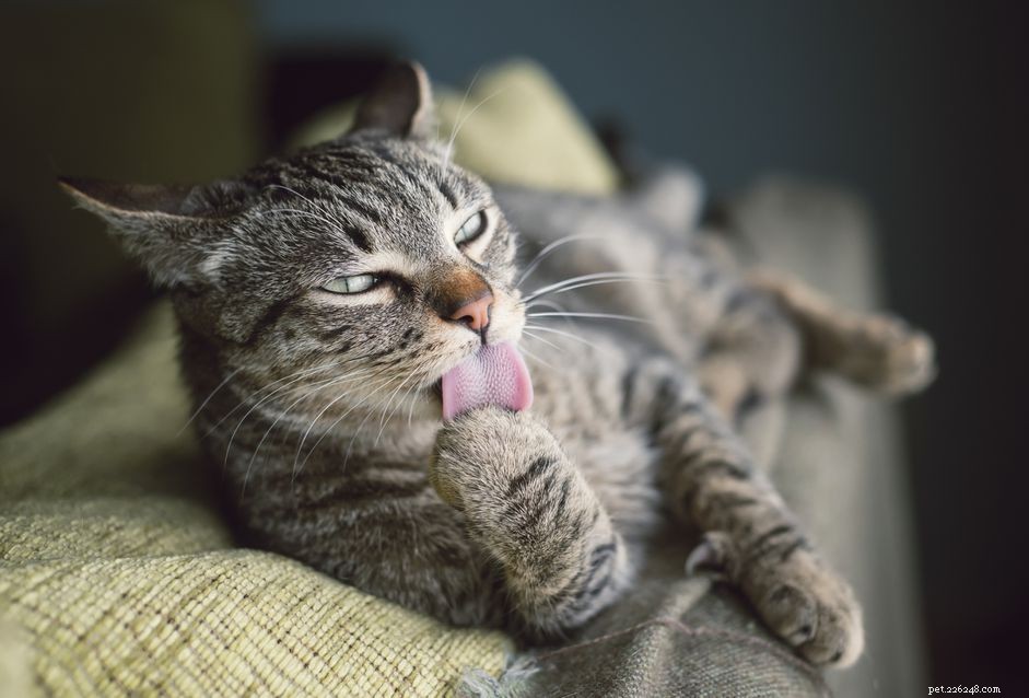 Understanding Cat Bezoars: Causes, Symptoms & Treatment