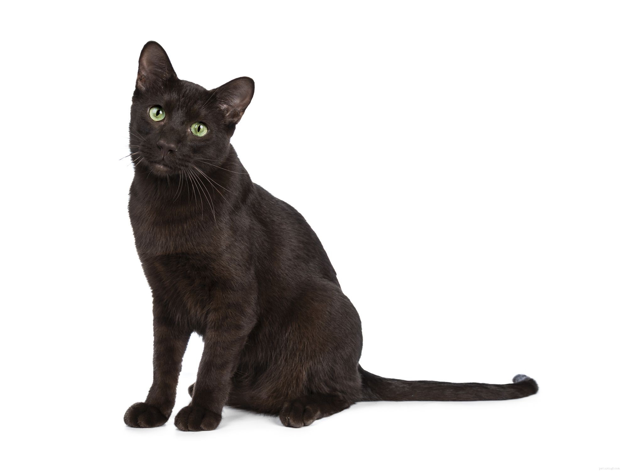 Havana Brown Cat: Comprehensive Breed Profile, Care, and Adoption Guide