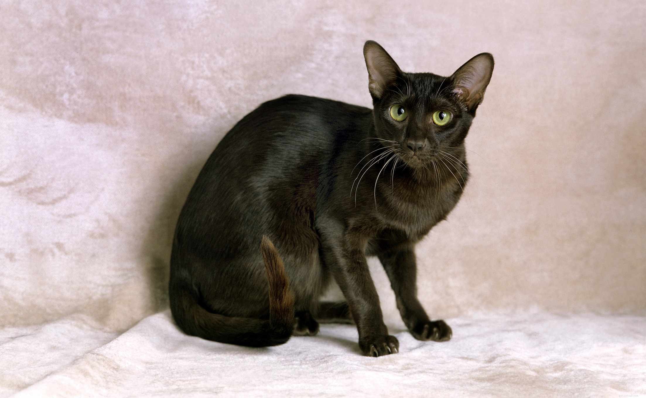 Havana Brown Cat: Comprehensive Breed Profile, Care, and Adoption Guide