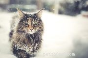 Havana Brown Cat: Comprehensive Breed Profile, Care, and Adoption Guide