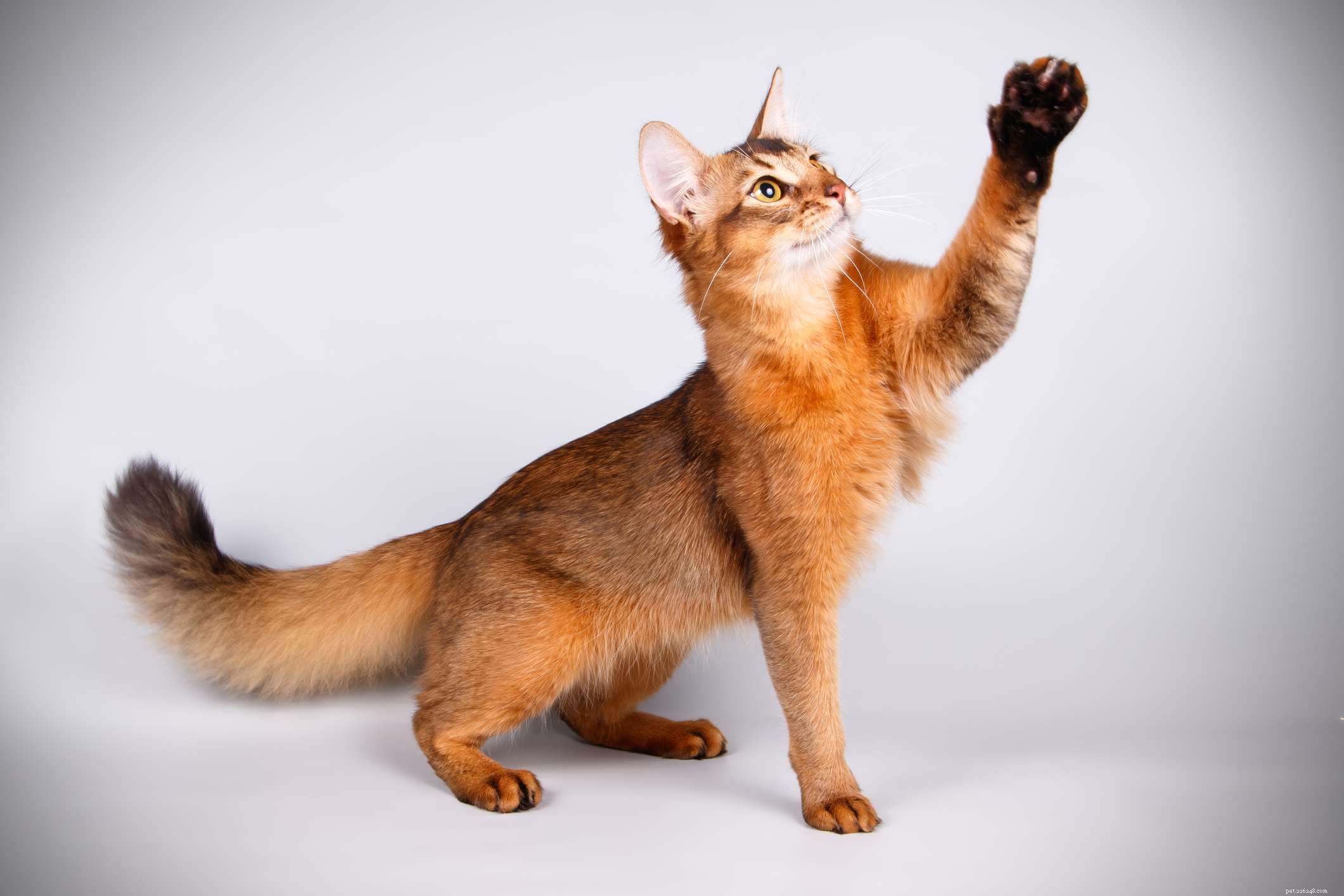 Somali Cat: Playful, Athletic Breed with Elegant Long Coat
