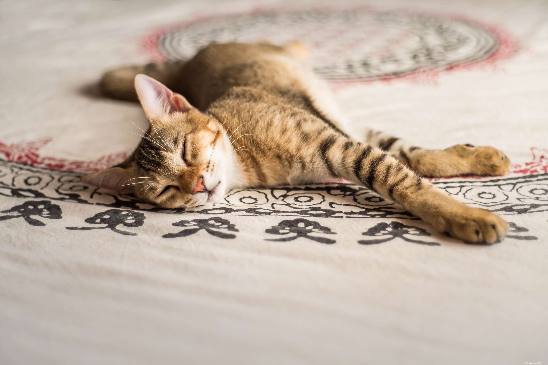 Chausie Cat Breed: Traits, History, Care & Adoption Guide