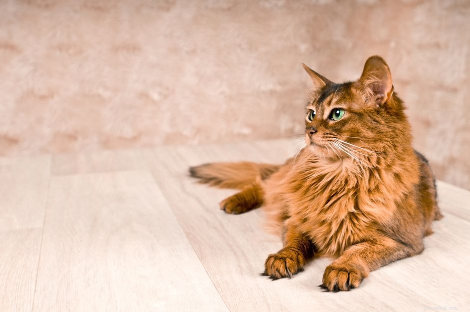 Somali Cat: Playful, Athletic Breed with Elegant Long Coat