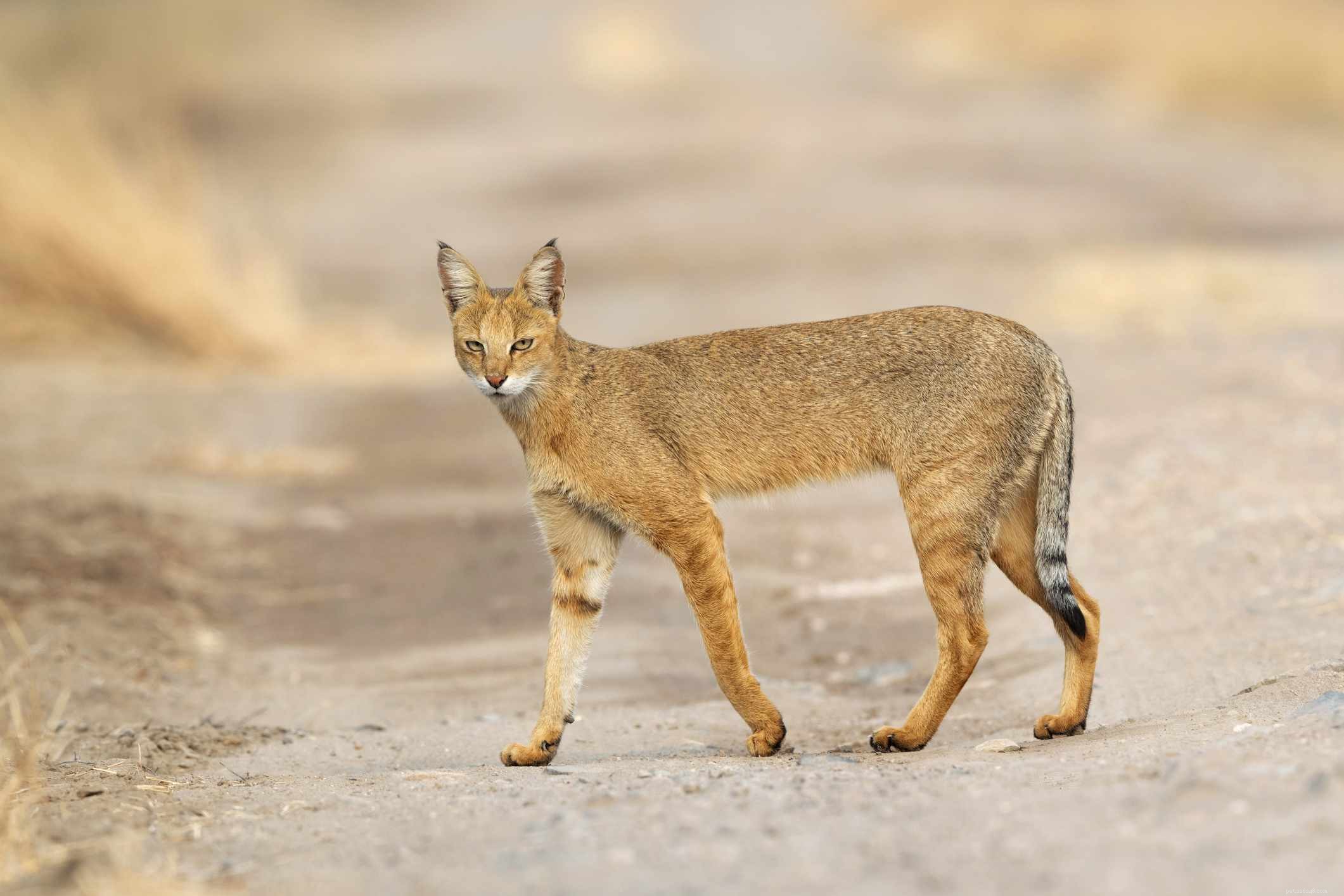 Chausie Cat Breed: Traits, History, Care & Adoption Guide