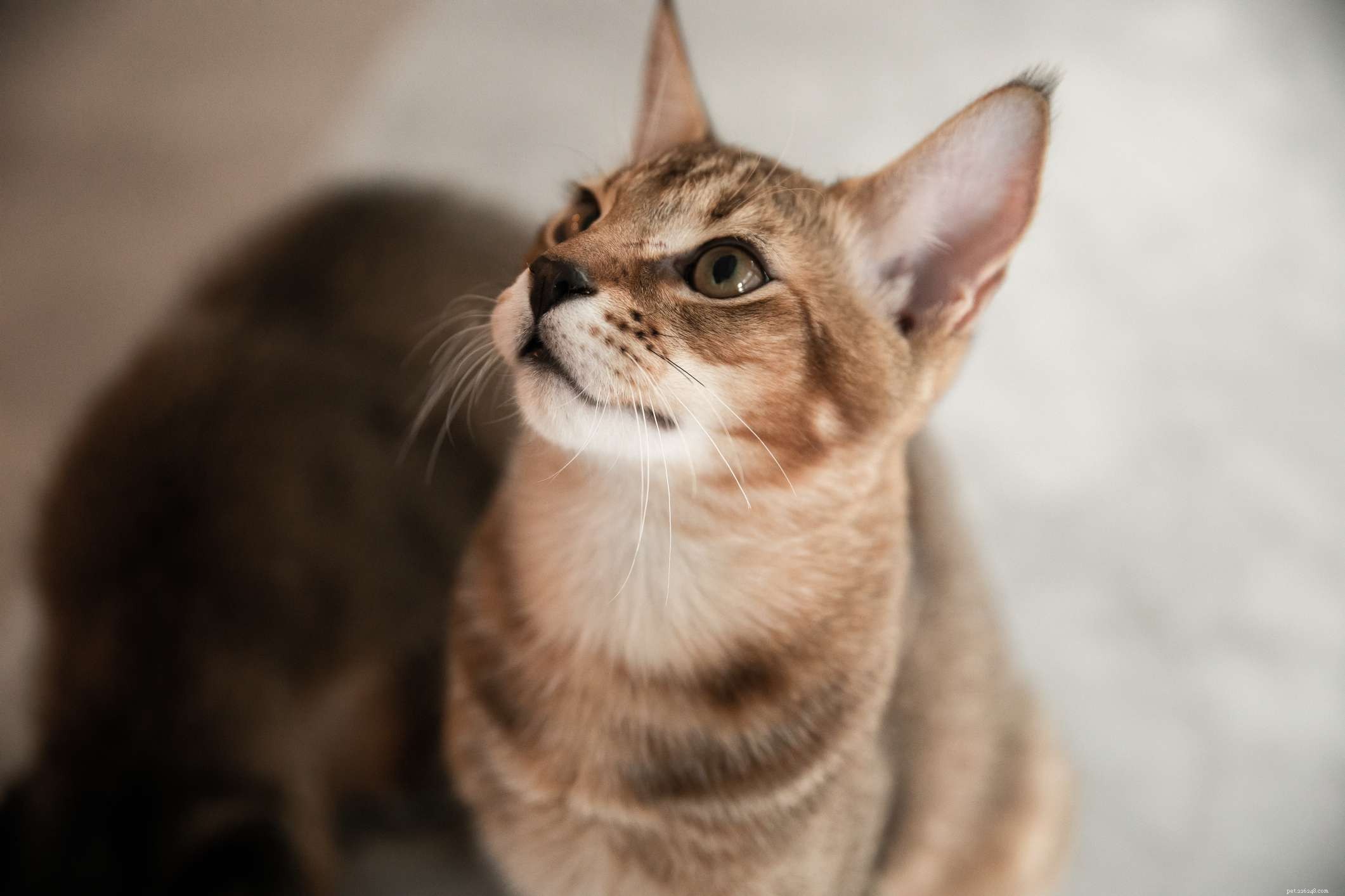 Chausie Cat Breed: Traits, History, Care & Adoption Guide