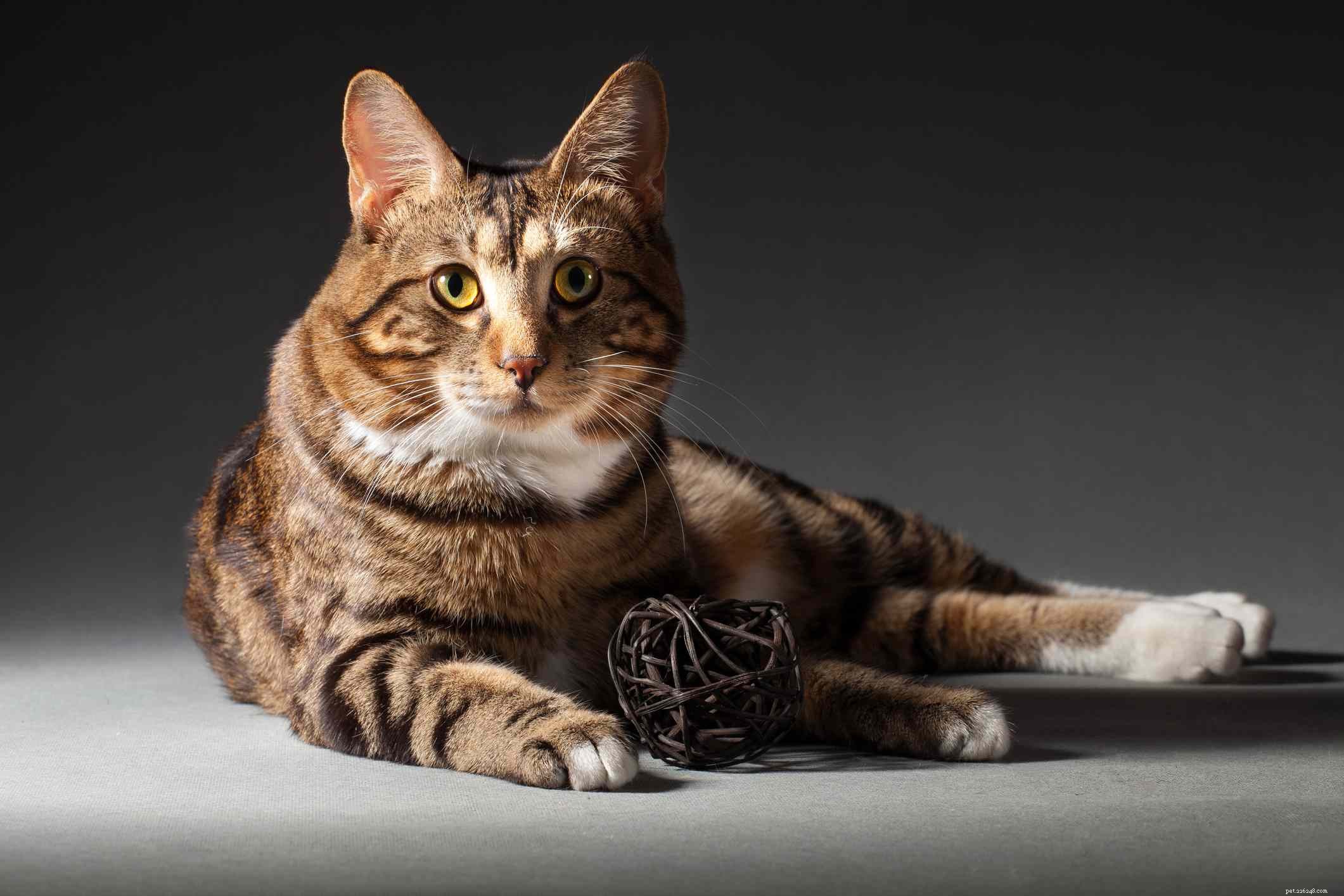 Kurilian Bobtail: A Russian Cat Breed with Distinctive Curved Tail and Wild Charm