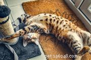Chausie Cat Breed: Traits, History, Care & Adoption Guide