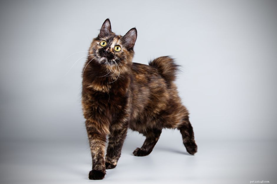 Kurilian Bobtail: A Russian Cat Breed with Distinctive Curved Tail and Wild Charm