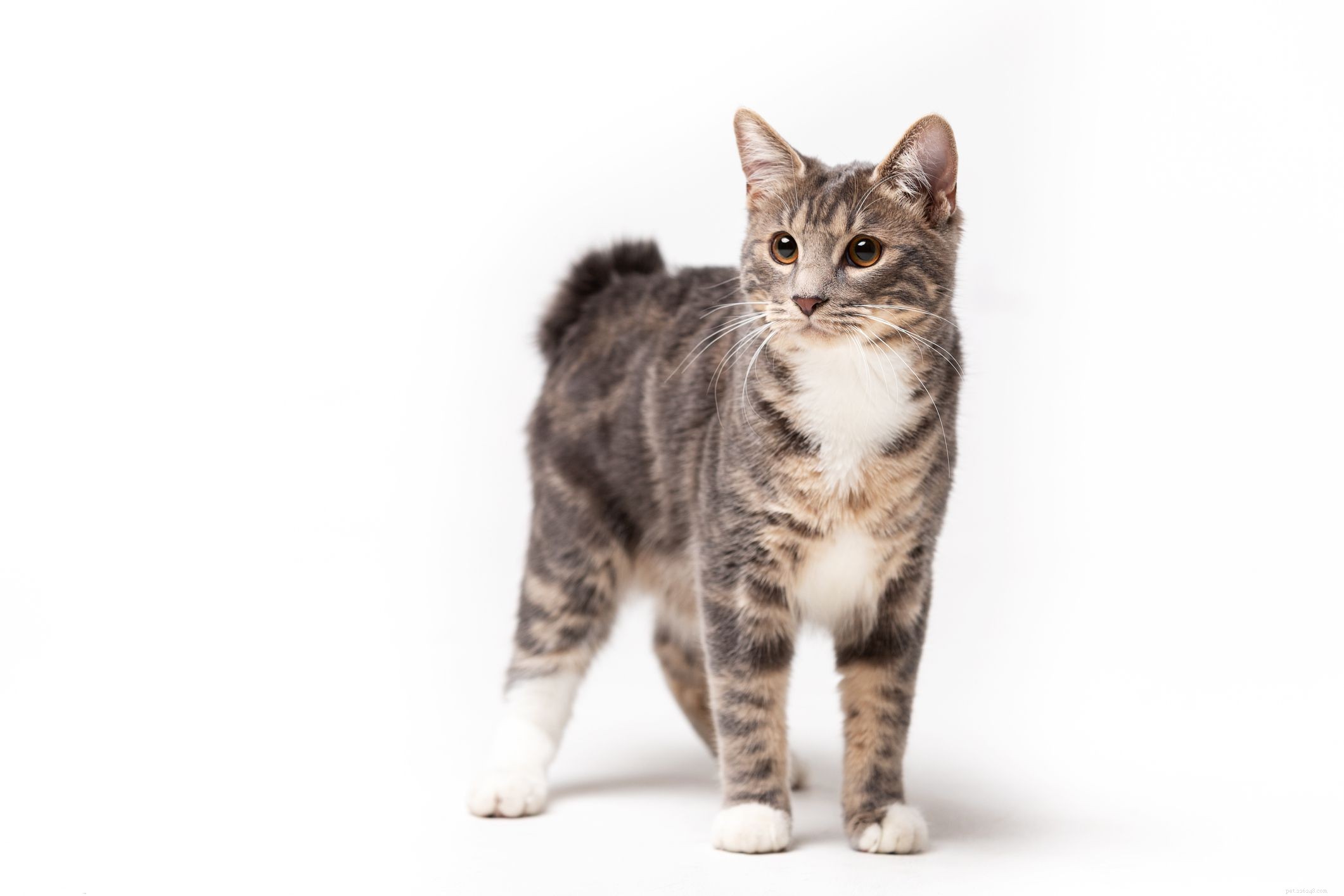 Kurilian Bobtail: A Russian Cat Breed with Distinctive Curved Tail and Wild Charm