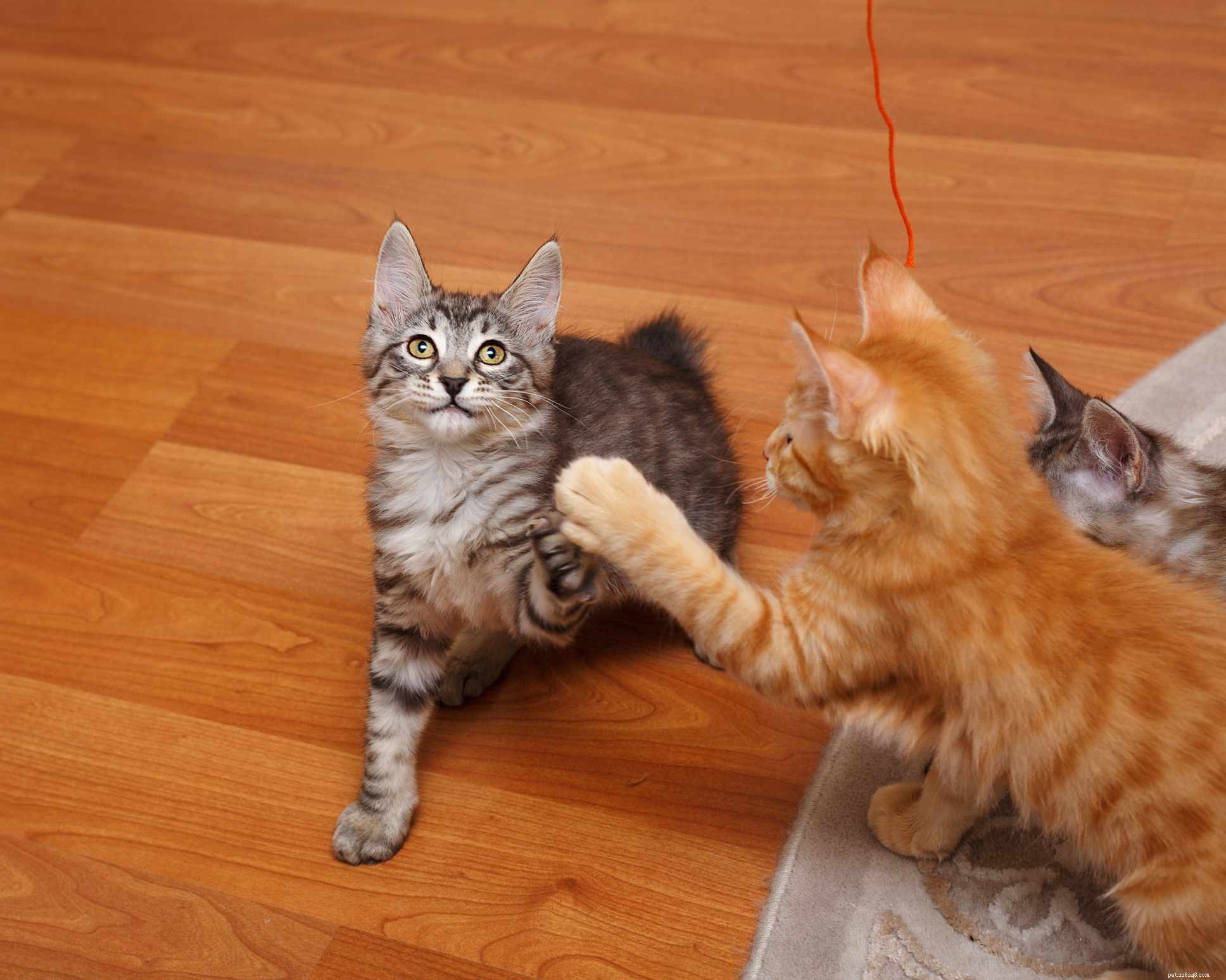 Kurilian Bobtail: A Russian Cat Breed with Distinctive Curved Tail and Wild Charm
