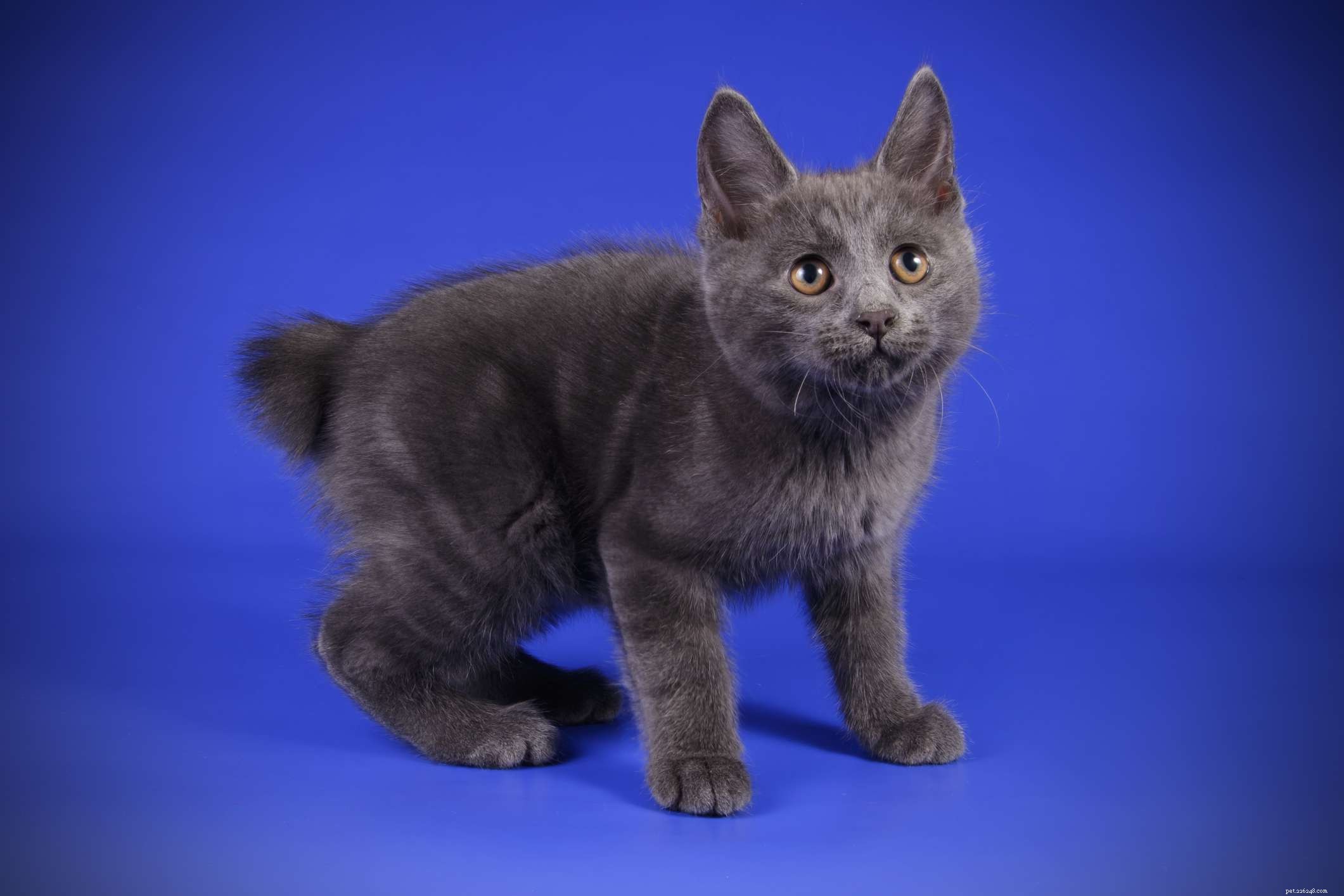 Kurilian Bobtail: A Russian Cat Breed with Distinctive Curved Tail and Wild Charm