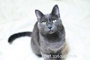Kurilian Bobtail: A Russian Cat Breed with Distinctive Curved Tail and Wild Charm