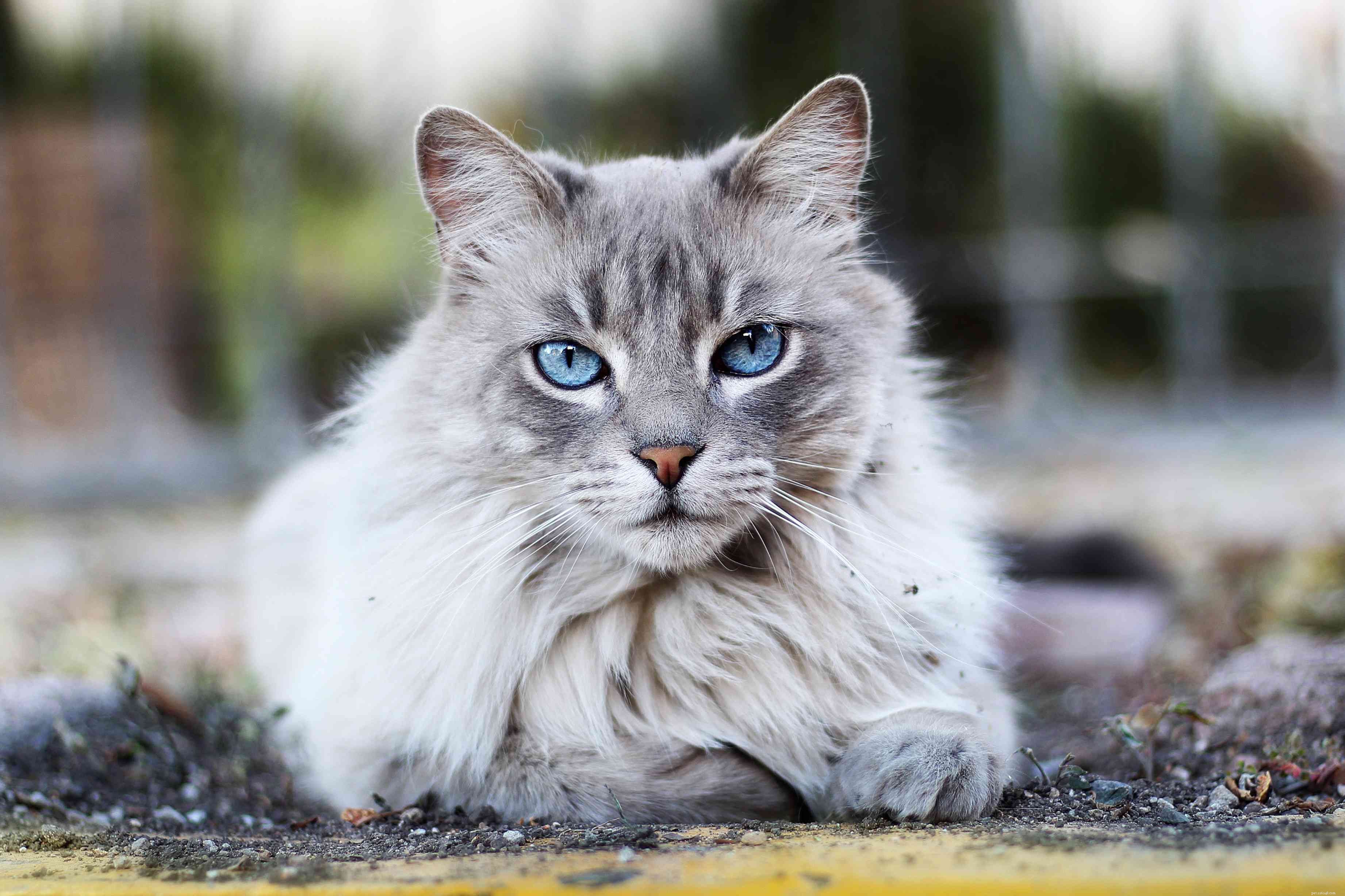 Discover 14 Adorable Cat Breeds That Will Win Your Heart