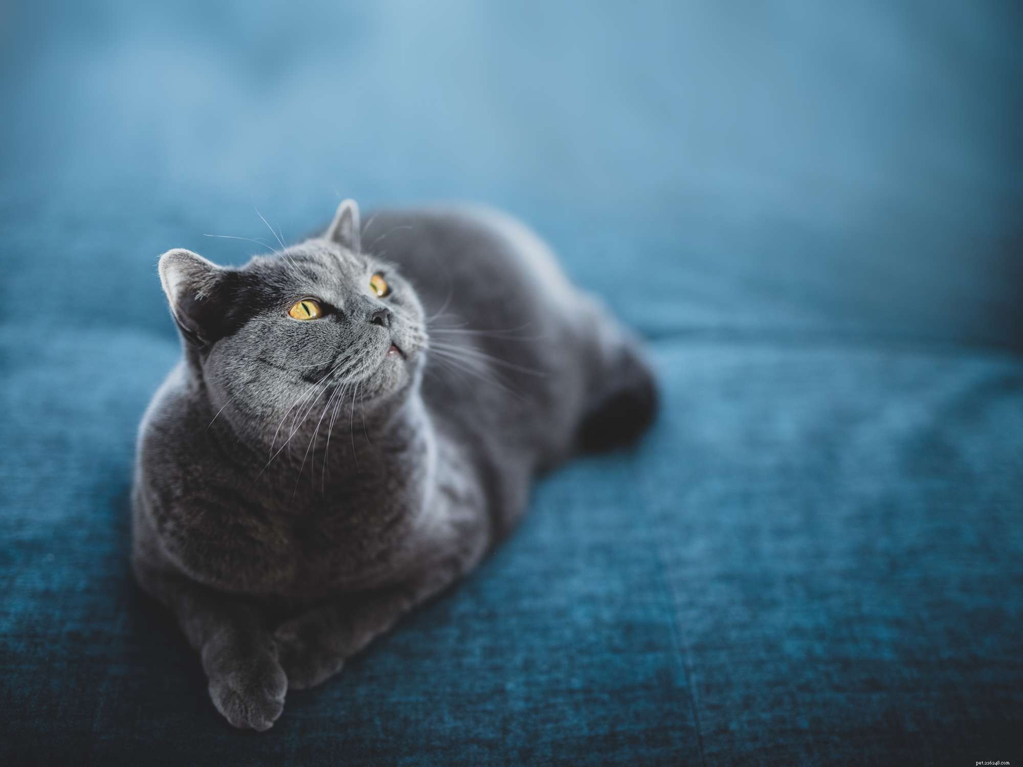 Discover 14 Adorable Cat Breeds That Will Win Your Heart