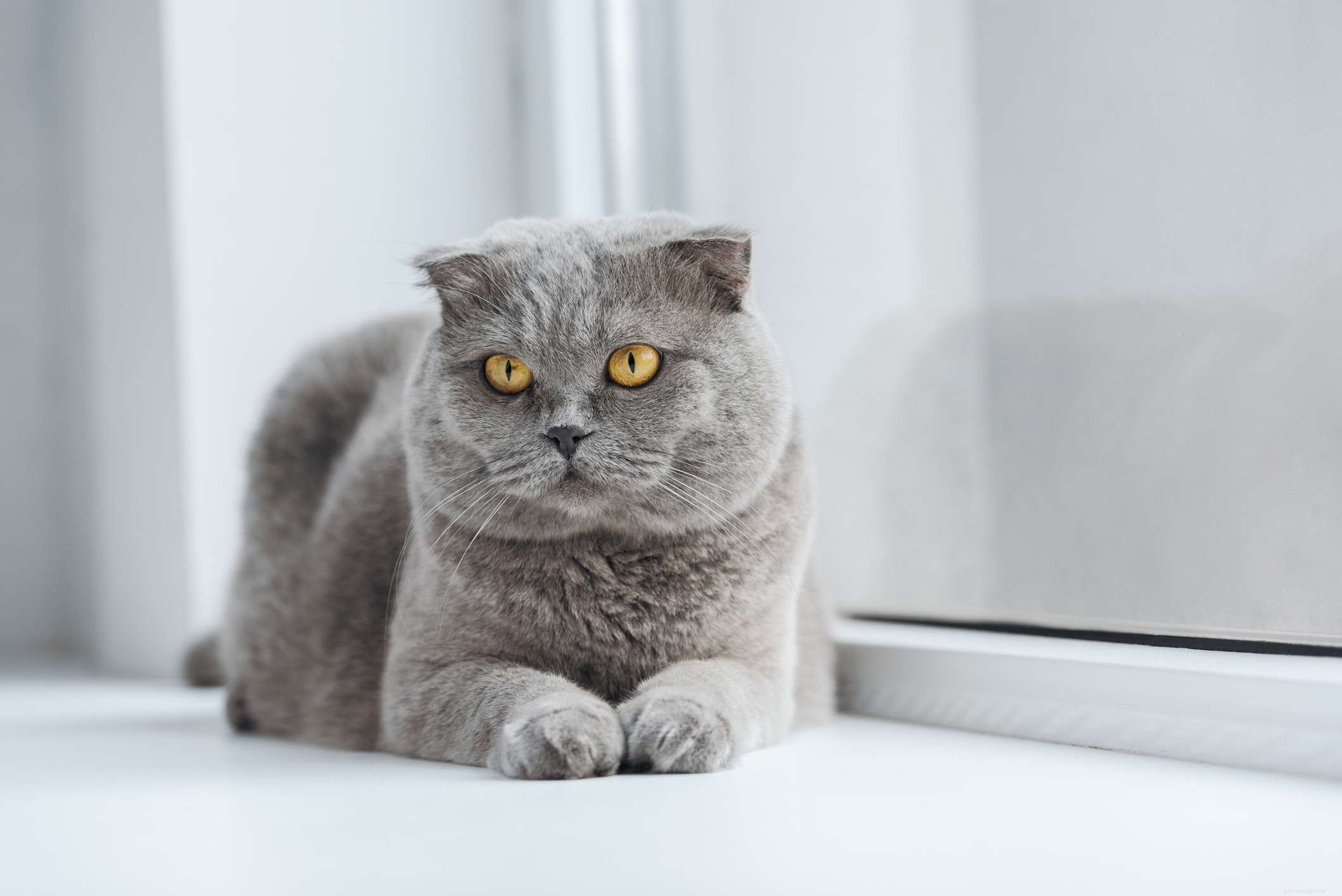 Discover 14 Adorable Cat Breeds That Will Win Your Heart