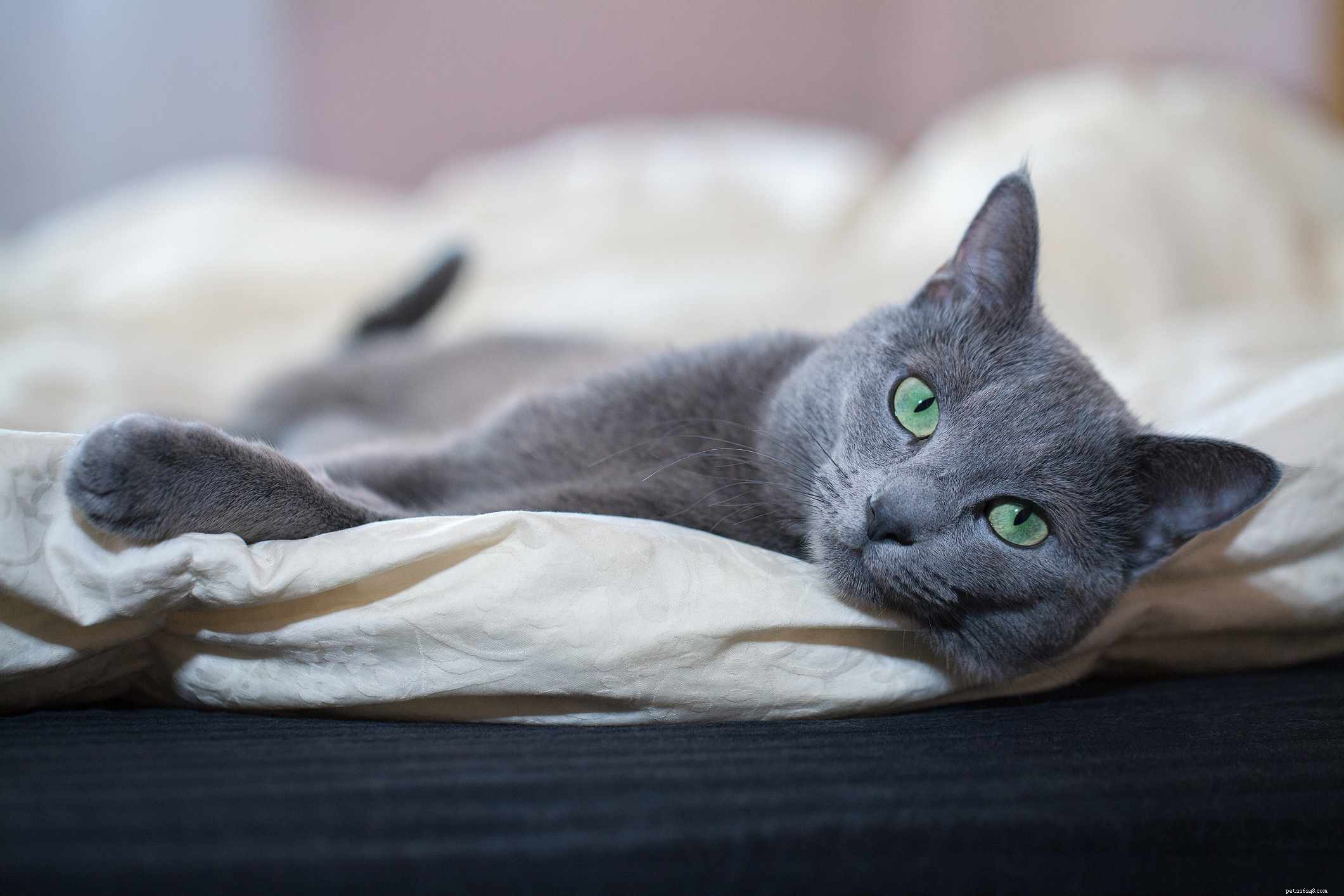 Discover 14 Adorable Cat Breeds That Will Win Your Heart
