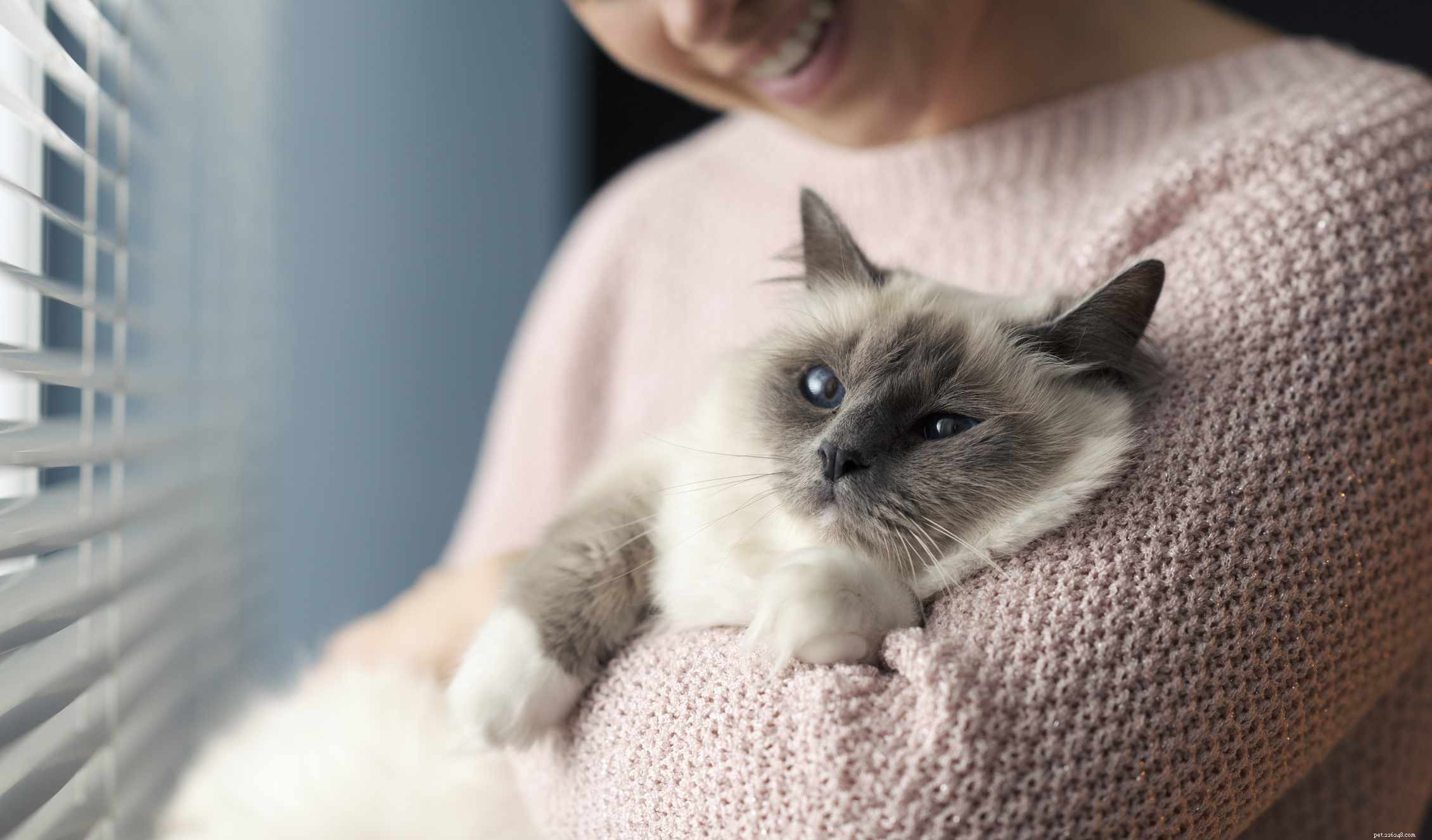 Discover 14 Adorable Cat Breeds That Will Win Your Heart