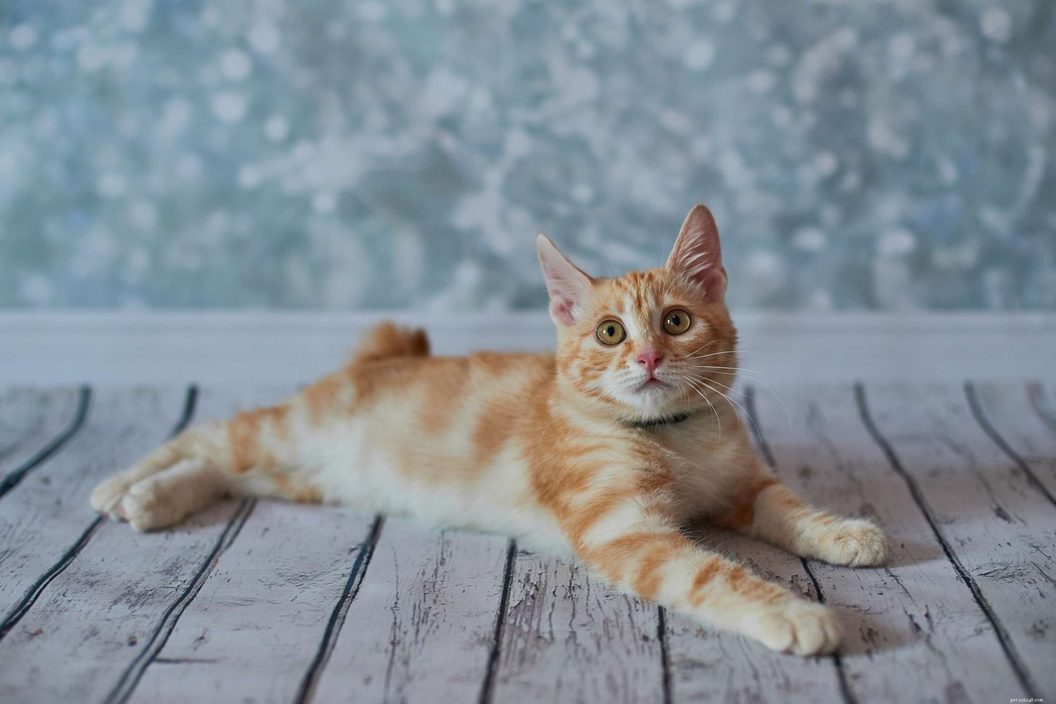 Discover 14 Adorable Cat Breeds That Will Win Your Heart