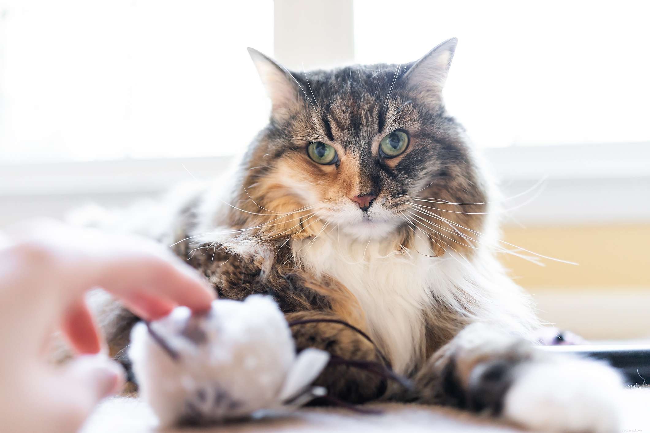 Discover 14 Adorable Cat Breeds That Will Win Your Heart