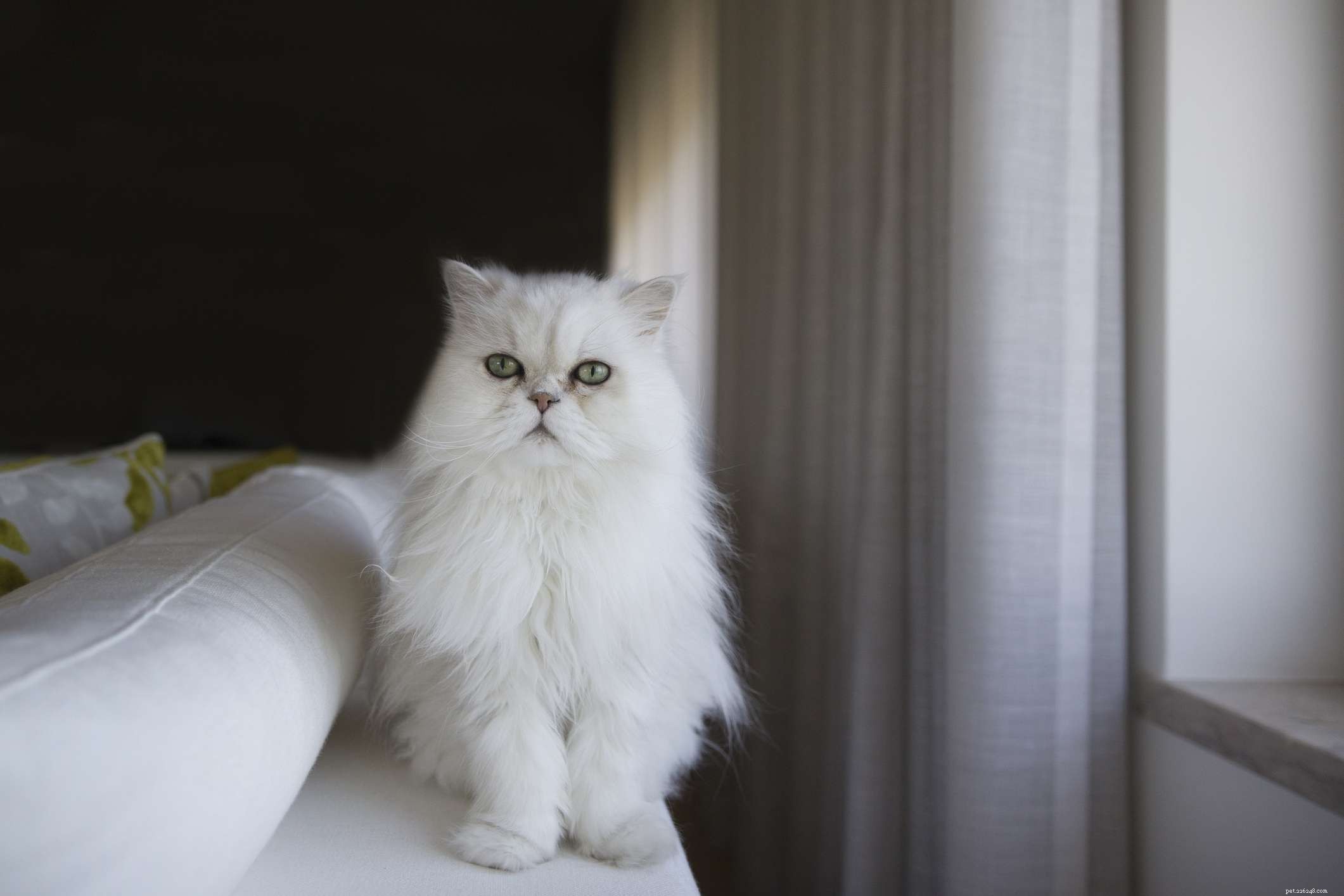 Discover 14 Adorable Cat Breeds That Will Win Your Heart