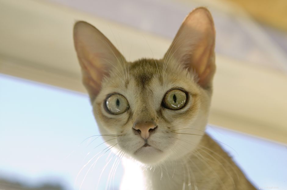 Singapura Cat Breed Profile: History, Care, Health & Adoption Tips