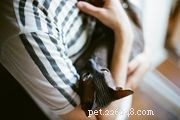 Discover 14 Adorable Cat Breeds That Will Win Your Heart