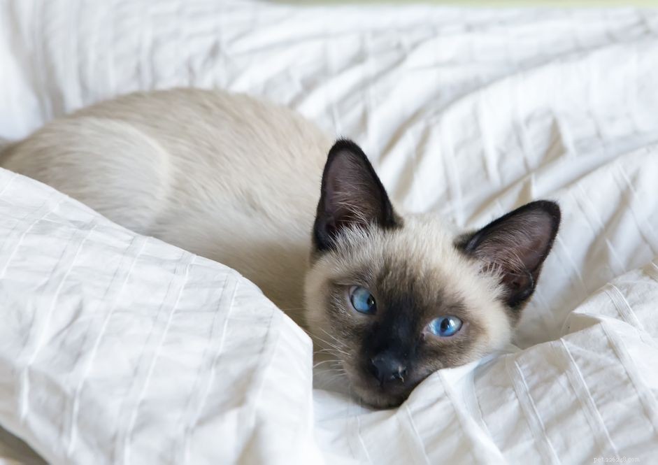 8 Stunning Siamese Cat Photos & Their Royal Heritage