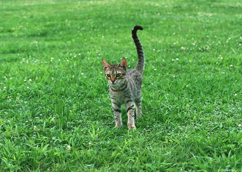Ocicat Cat Breed: Features, Care, and Adoption Guide