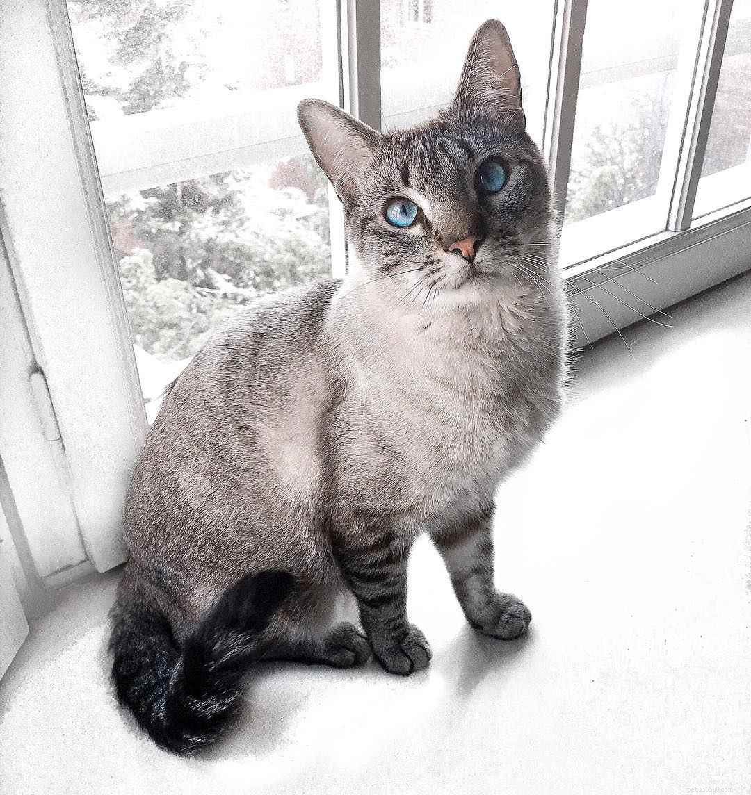 8 Stunning Siamese Cat Photos & Their Royal Heritage