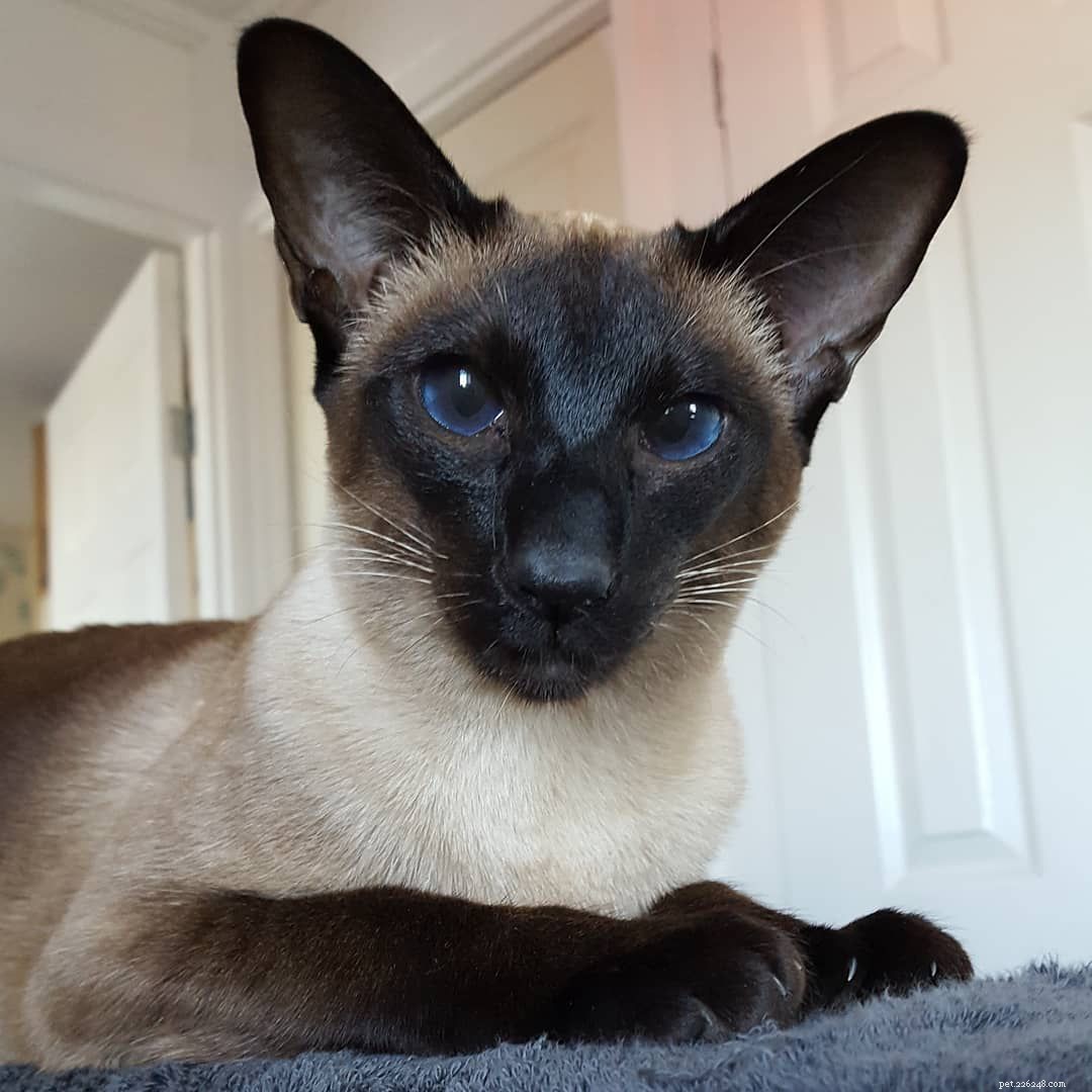 8 Stunning Siamese Cat Photos & Their Royal Heritage