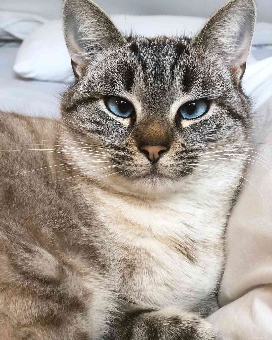8 Stunning Siamese Cat Photos & Their Royal Heritage