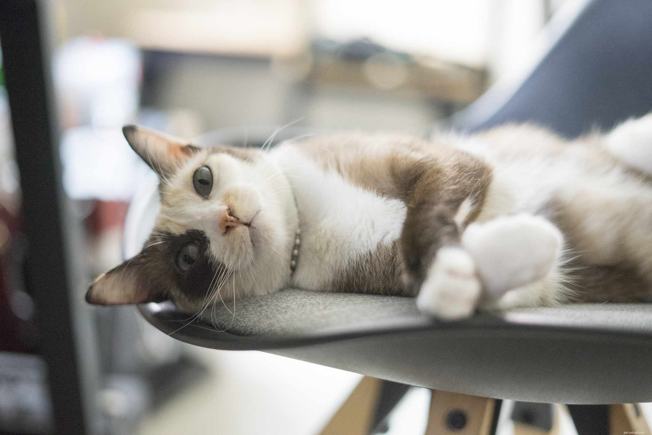 8 Stunning Siamese Cat Photos & Their Royal Heritage