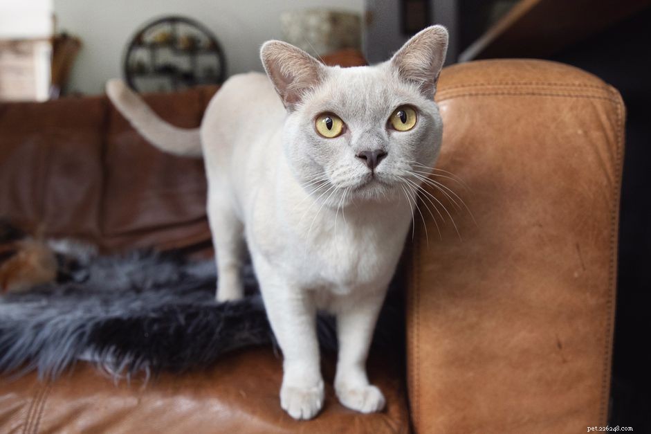Burmese Cat Profile: History, Care, and Adoption Guide