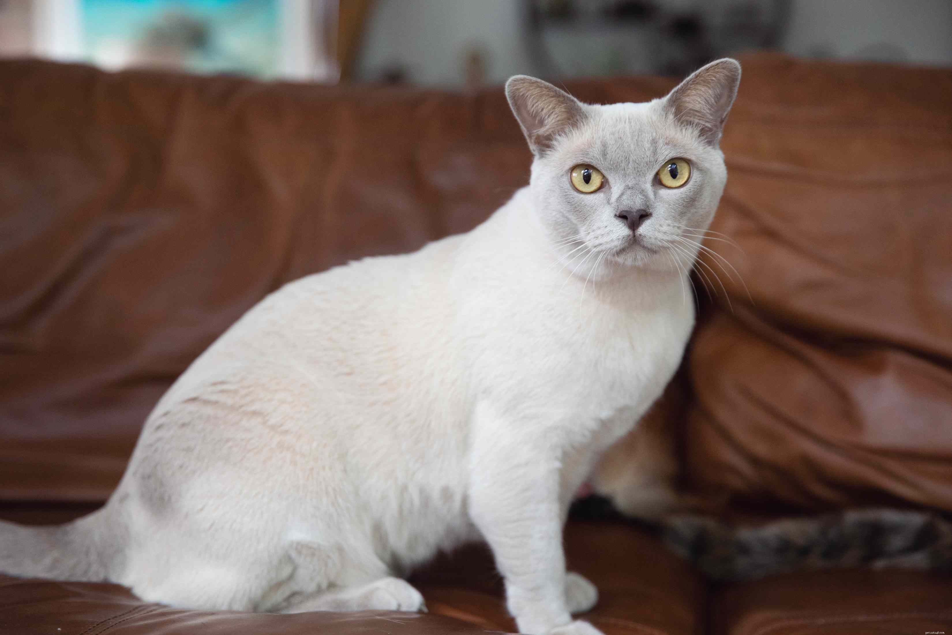 Burmese Cat Profile: History, Care, and Adoption Guide