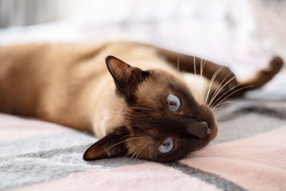 7 Stunning Siamese Cats & Kittens That Will Captivate You