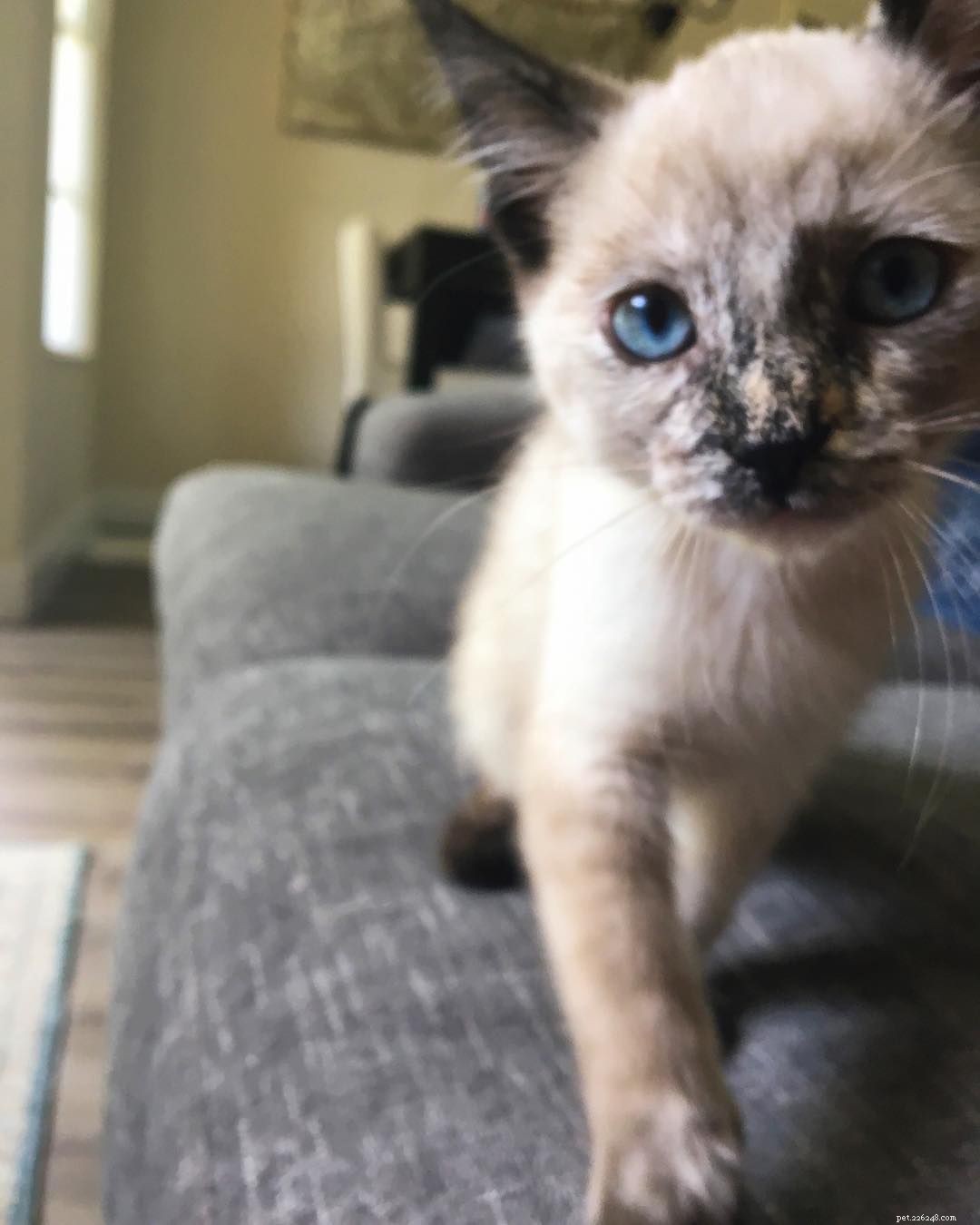 7 Stunning Siamese Cats & Kittens That Will Captivate You