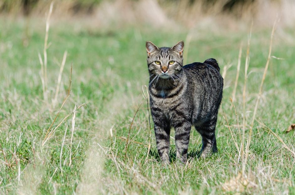 Manx Cat Breed Profile: History, Care, and Traits