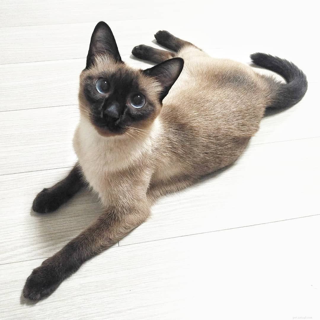 7 Stunning Siamese Cats & Kittens That Will Captivate You
