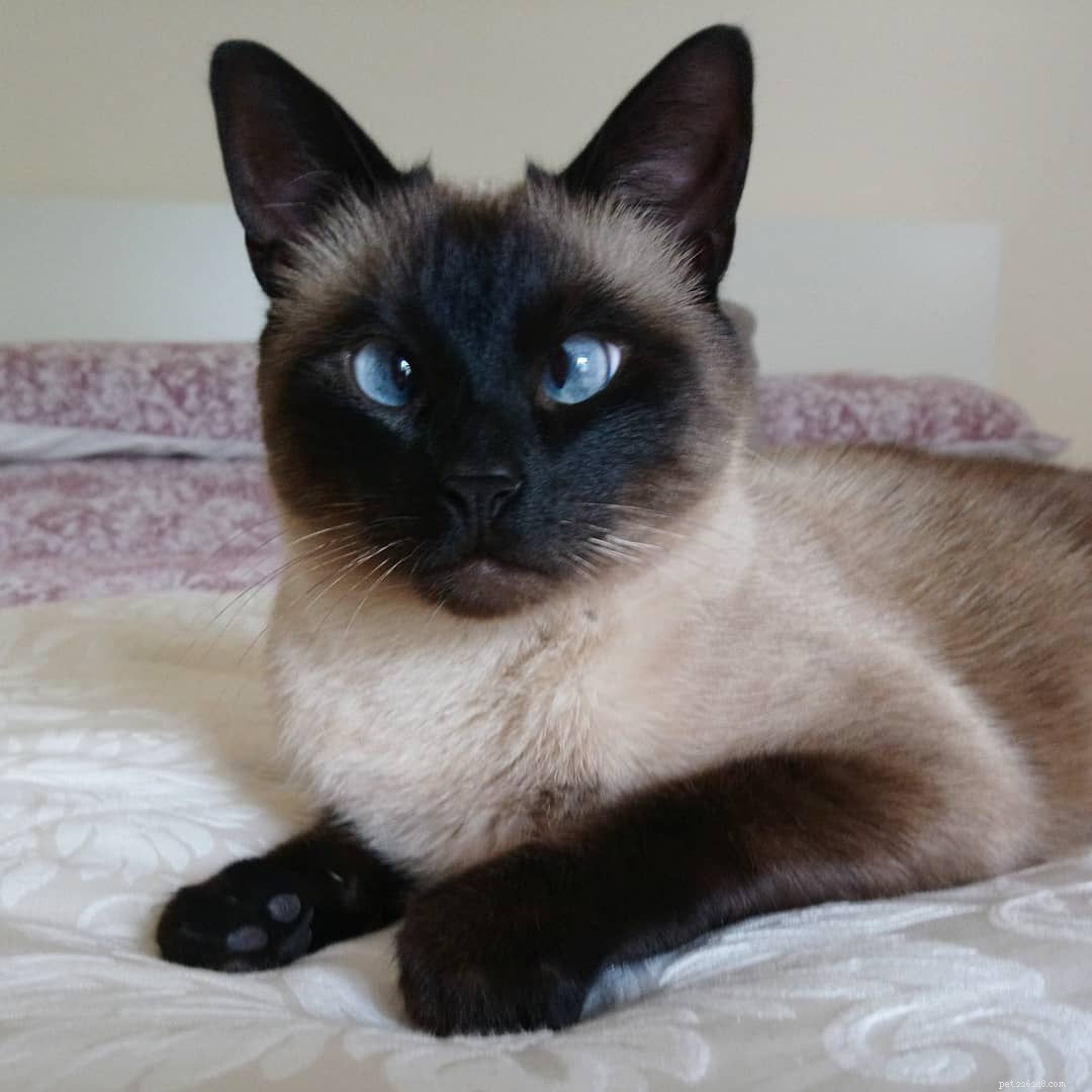 7 Stunning Siamese Cats & Kittens That Will Captivate You