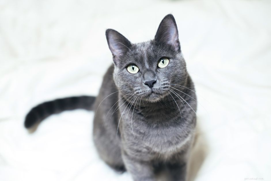 Russian Blue Cat Profile: Traits, Care, and Adoption Guide