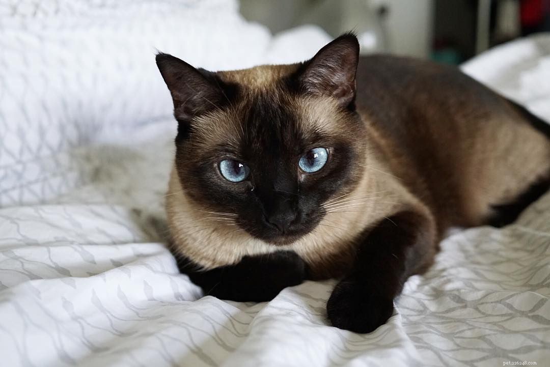 7 Stunning Siamese Cats & Kittens That Will Captivate You