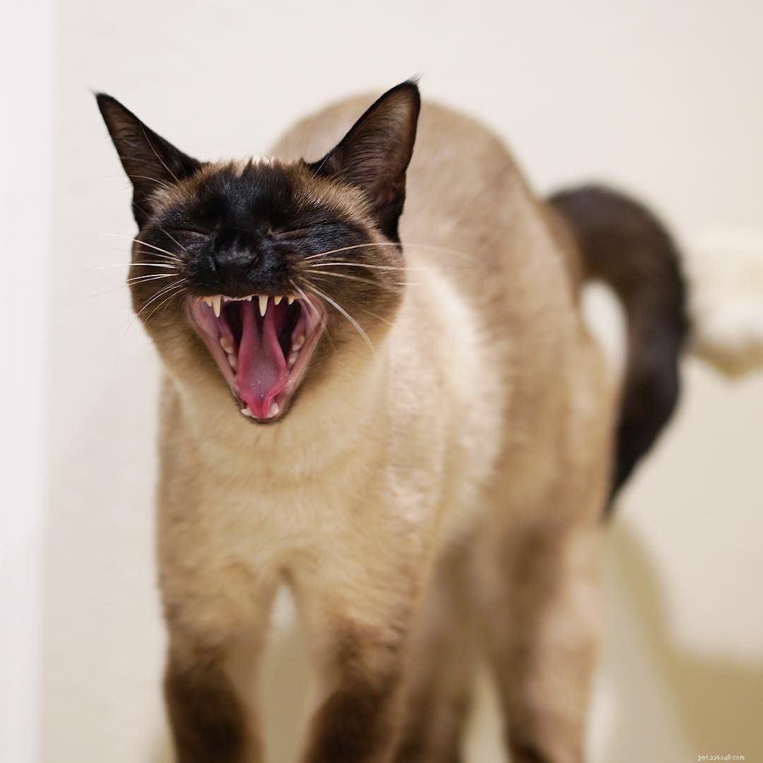 7 Stunning Siamese Cats & Kittens That Will Captivate You